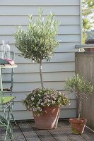 Cutting back the olive tree and tying the prunings together as a wreath