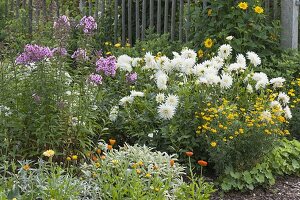 Bed with white dahlias and perennials