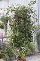 Thornless blackberry 'Navaho' (Rubus fruticosus), lemon balm (Melissa