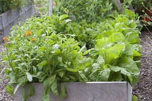 Zuckerhutsalat (Cichorium intybus var. foliosum) in selbstgebauten Hochbeet