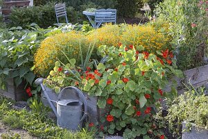 Selbstgebautes Hochbeet aus Brettern mit Kapuzinerkresse und Tagetes