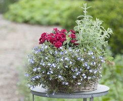 Small Basket of Lobelia, Dianthus 'Purple Wings'