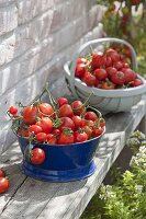 Frisch geerntete Tomaten (Lycopersicon) in Emaille-Schüssel und Spankorb