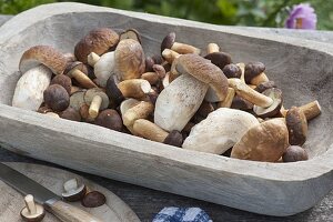 Fresh forest mushrooms, chestnut pipe, brown cape (Imleria badia)