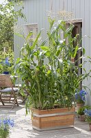 Holzkasten mit Zucker-Mais 'Popcorn' (Zea mays) als Sichtschutz