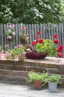 Pots with Pelargonium peltatum on garden wall