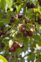 Cornus mas 'Jolico' (Cornus), ripe, dark red fruit