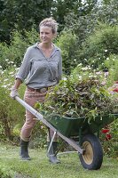 Woman drives wheelbarrow with perennials and flowers prunings