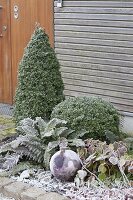 Wintery bed with hoarfrost buxus, branches, cones