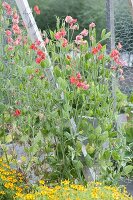 Connect self-built raised boards beds with trellis and plant