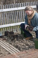 Planting of green asparagus in the bed