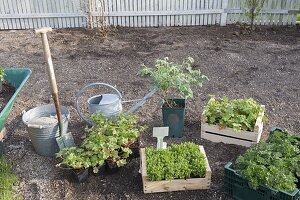 Creating bed with cranesbill and mallow