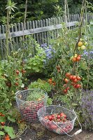 Tomatenernte im Bauerngarten