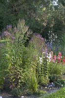 Staudenbeet mit Verbena hastata 'Pink Spires' (Rosa Lanzen-Eisenkraut)