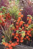 Indian - Summer - Beet mit Einfassung aus Haselruten