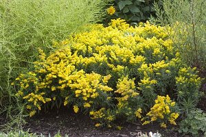 Gelber Spätsommer-Garten