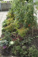 Mound vegetable bed with tomatoes, chillies, hot peppers