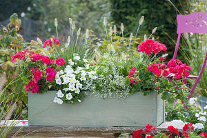 Wooden box with Pelargonium zonal Tango 'Neon Purple'