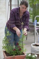 Woman planting tub with sweetpea and balcony flowers