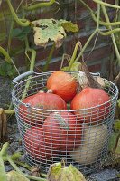 Freshly harvested pumpkins 'Hokkaido', 'Butternut' (Cucurbita pepo) in wire basket