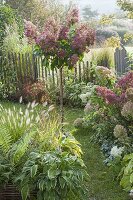 Eingezaeunter kleiner Garten mit Hydrangea paniculata 'Pinky Winky'