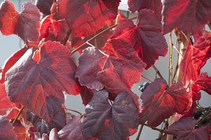 Grape 'Festivee', fast-growing, large-fruited