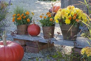 Metal pots with chrysanthemum, Viola cornuta