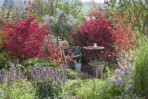 Enchanted Garden corner with small seating place between Euonymus alatus