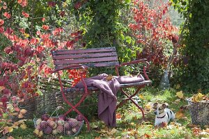 Red bench in autumnal garden, basket with freshly picked apples