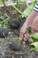 Rettichernte in the organic garden and in the raised bed