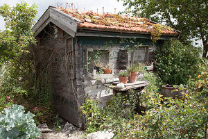 Verwunschenes kleines Gartenhaus im Naturgarten, Dach bepflanzt mit Sempervivum (Hauswurz) und Sedum (Fetthenne), Rosa (Strauchrosen), Tontöpfe auf altem Nähmaschinengestell als Tisch und selbstgebaute Kisten als Regale an der Wand