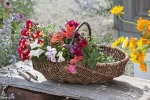 Basket of freshly cut Antirrhinum (snapdragons)