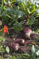 Beetroot harvested in the vegetable bed, ice lettuce