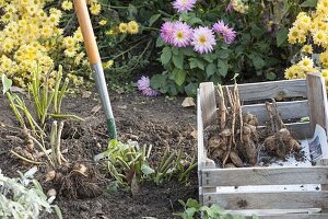 Dahlienknollen ausgraben und in Kiste legen