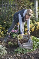 Woman digging dahlia tubers and puting them in a box