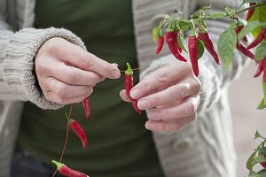 Chili ernten und zum Trocknen auffädeln