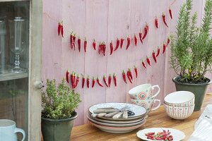 Harvest chili and thread to dry