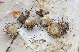 Harvest seeds of milk thistle