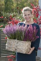 Woman bringing basket with Erica gracilis (topferika)