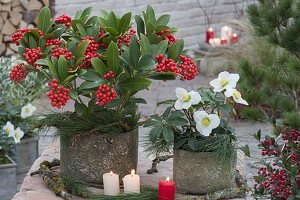 Skimmia japonica 'Temptation' and Helleborus