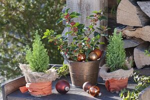 Kupfertopf mit Ilex (Stechpalme) und Chamaecyparis 'Ellwoodii Gold'