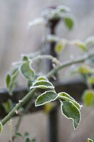 Rose leaf with rime edge, pink (rose) with frost