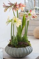 Hippeastrum 'Lemon Star', 'Amorice', 'Exotic Star'