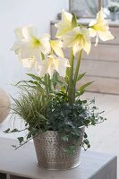 Hippeastrum 'Limona', 'Lemon Star' (Amaryllis) mit Hedera (Efeu), Carex (Se