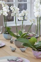 Tischdeko mit Phalaenopsis (Malayenblume, Schmetterlingsorchidee)