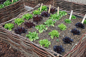 Hochbeet aus Haselruten mit bunten Salaten (Lactuca), Wege zwischen Beeten mit Rindenmulch