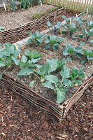 Gemüsebeet mit Einfassung aus Haselruten mit Brokkoli und Kohlrabi (Brassica), Wege zwischen Beeten mit Rindenmulch
