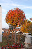 Prunus fruticosa 'Globosa' (Steppenkirsche, Kugelkirsche) Hochstamm in leuchtend oranger Herbstfärbung, Miscanthus (Chinaschilf) zusammengebunden als Winterschutz