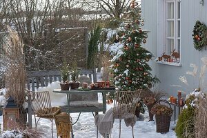 Snowy Christmas Terrace with Abies koreana (Korean fir)