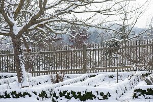 Snowy cottage garden with apple tree (malus) and fence